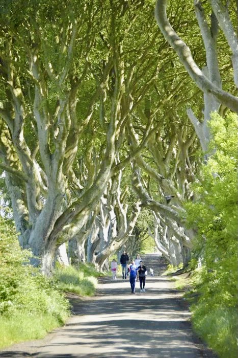 The Dark Hedges Bregagh Road in Northern Ireland