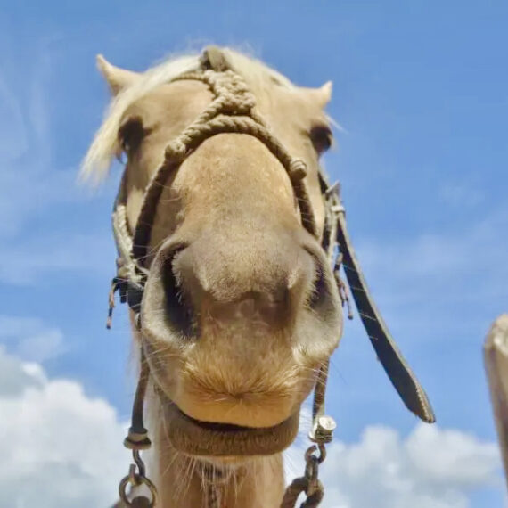 Havana horse