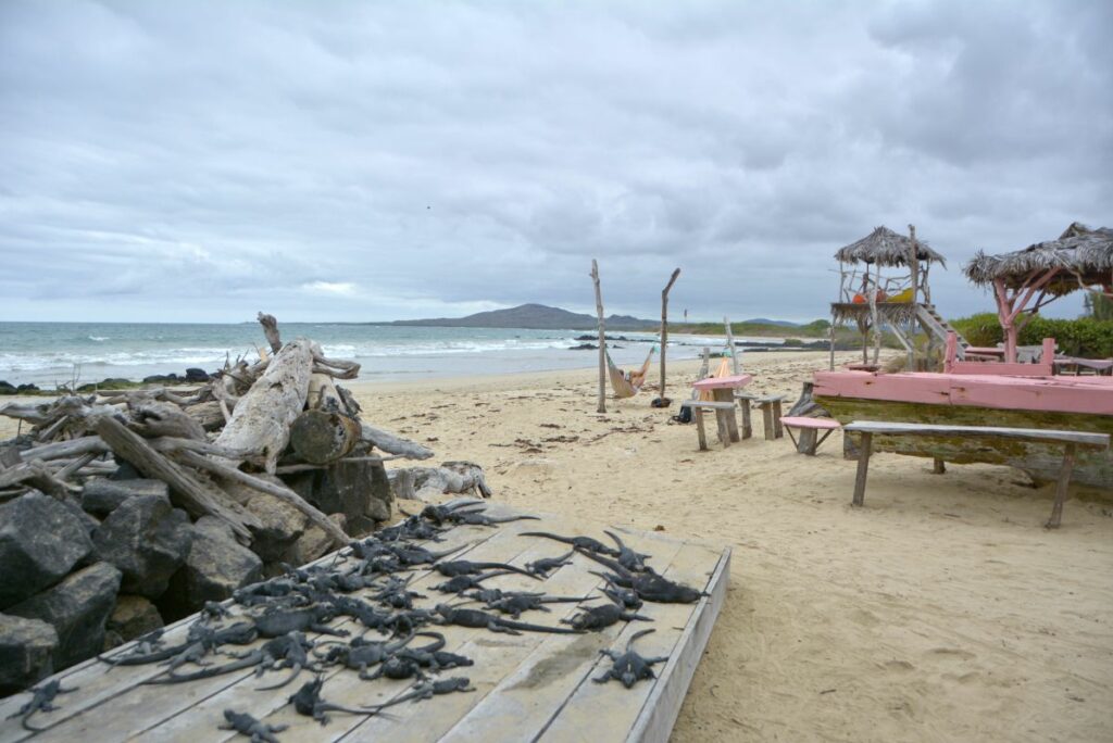 Complete Travel Guide to Galapagos for solo travelers.