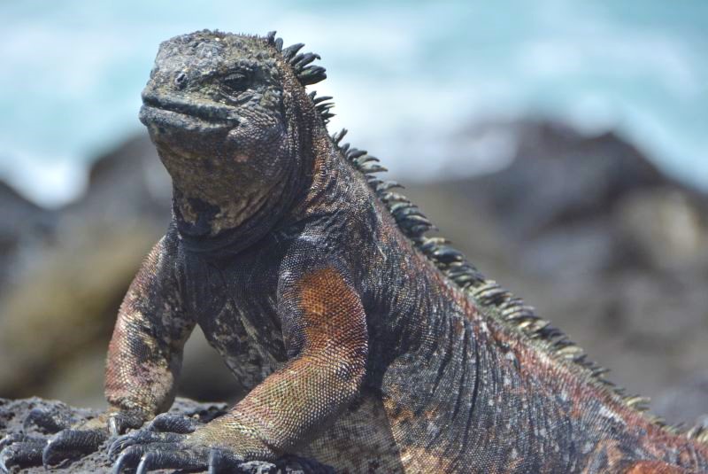 Complete Travel Guide to Galapagos for solo travelers.