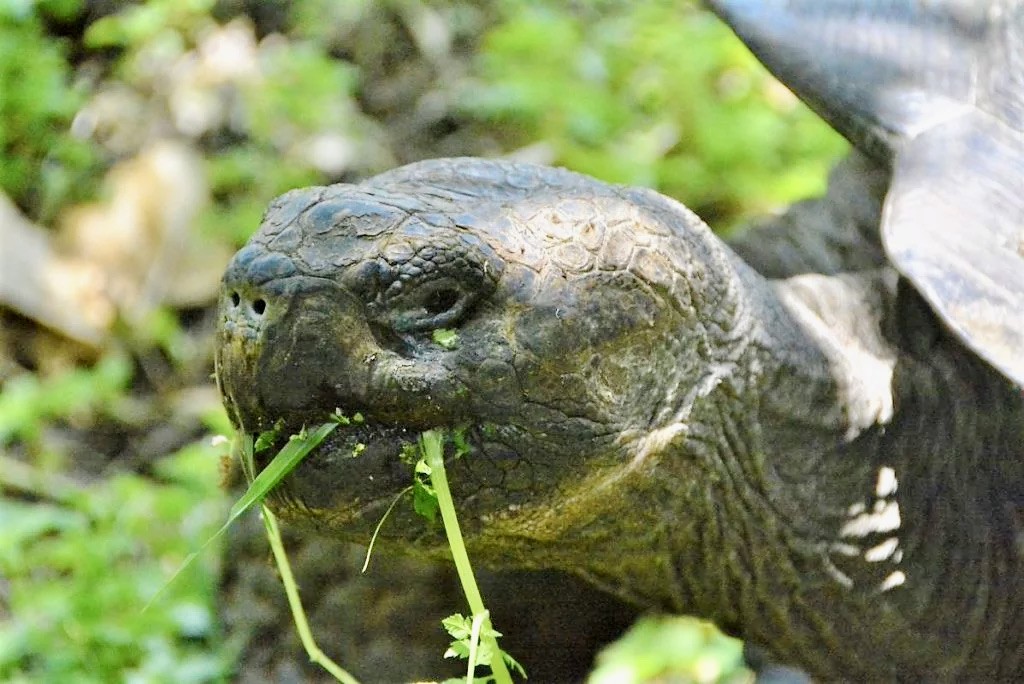 the giant turtles