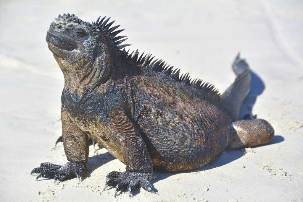 Complete Travel Guide to Galapagos for solo travelers.