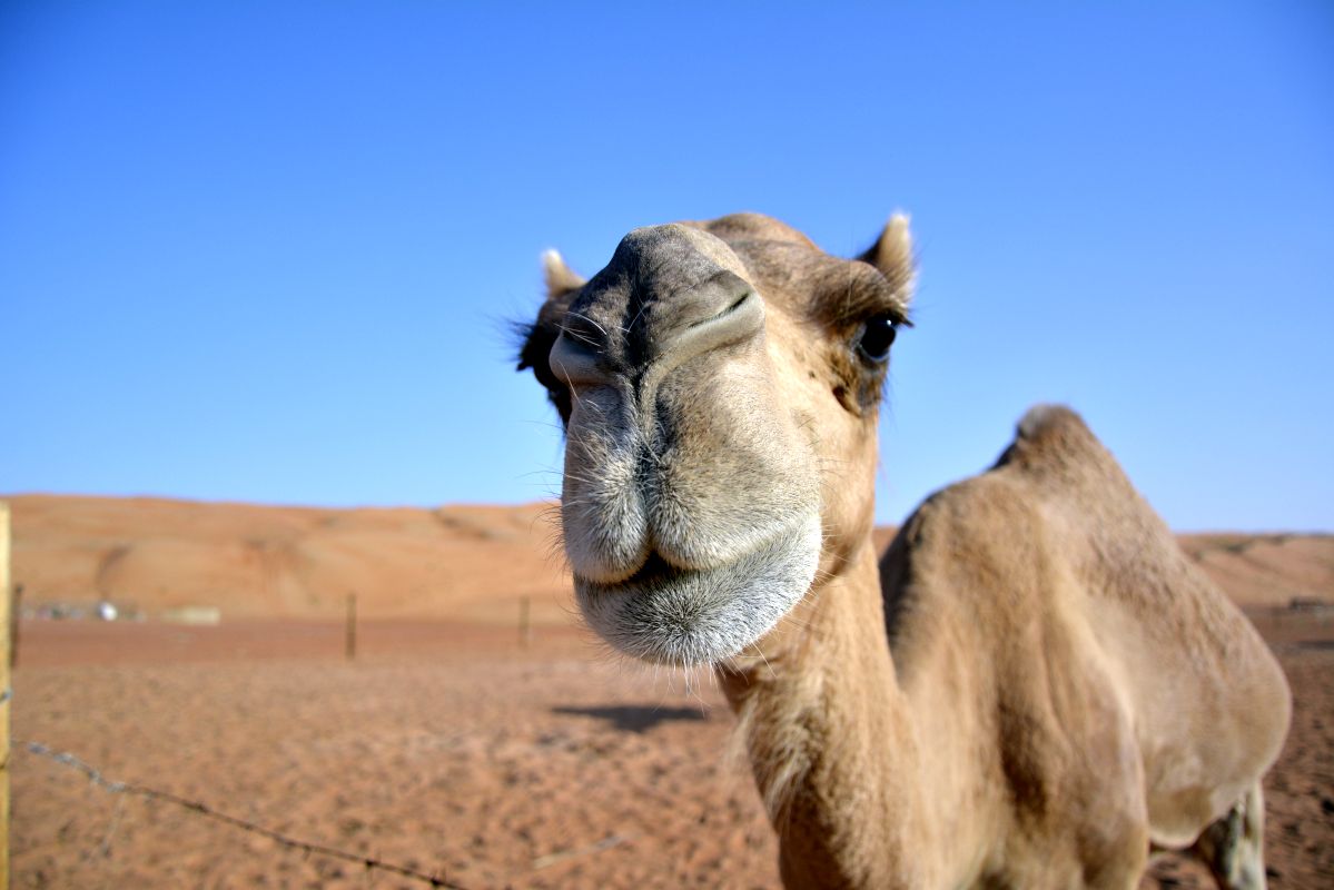 Wahiba Sands - incredible red desert in Oman