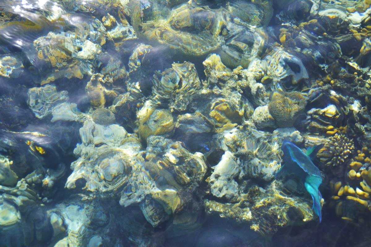 Best spots for snorkeling & diving in the Red Sea, Gulf of Aqaba.