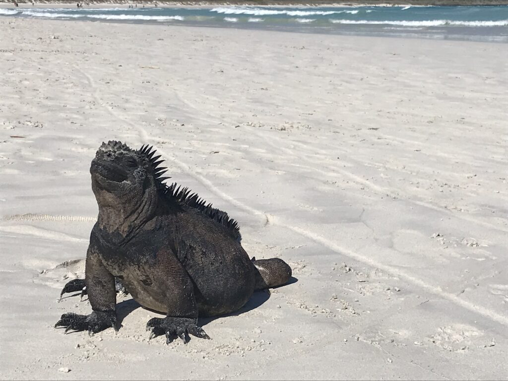 Best things to see in Santa Cruz in Galapagos.