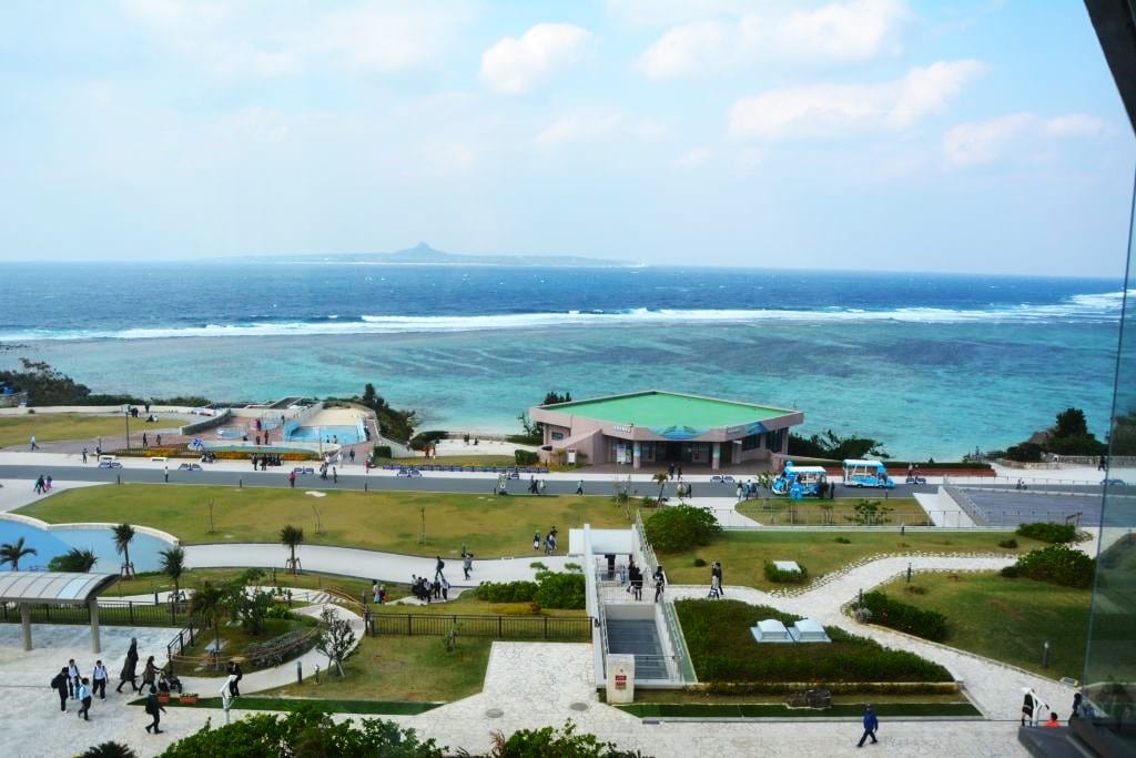 Watching whale sharks in Okinawa Churaumi Aquarium.
