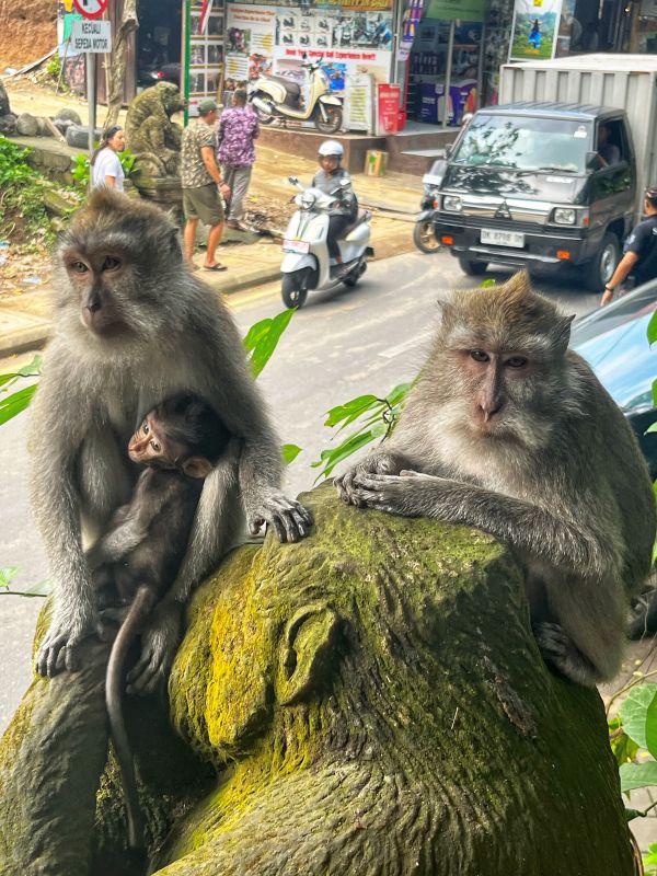 10 incredible places to see in Bali Island - Ubud Monkey Forest.
