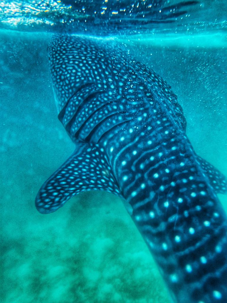 7 wonders of Philippines - swimming with whale sharks in Oslob