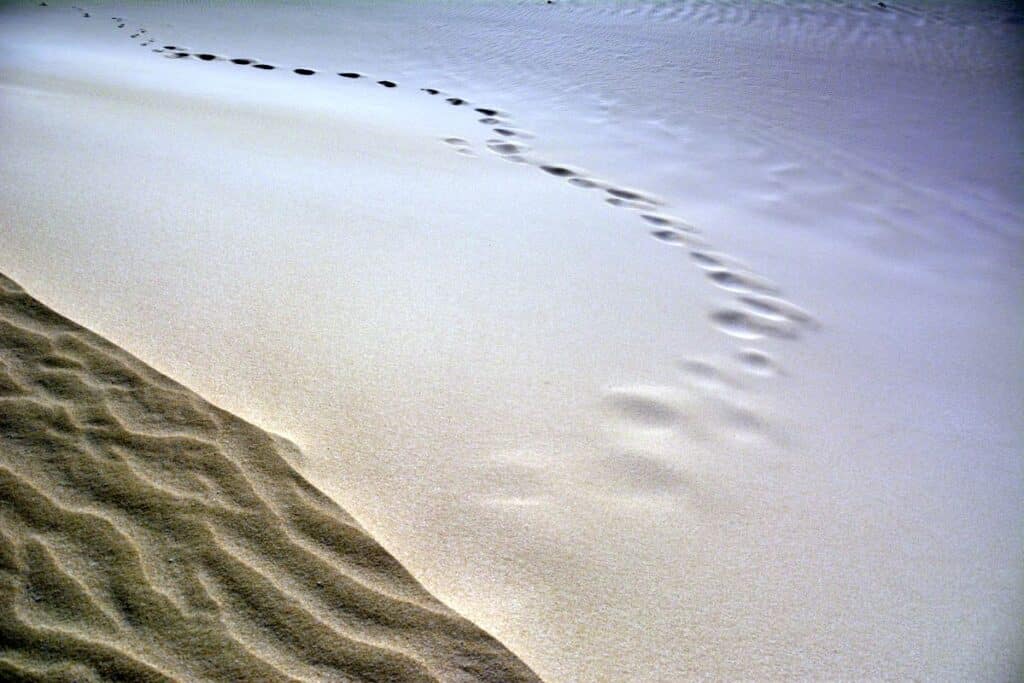Top things to do in Corralejo Fuerteventura.
