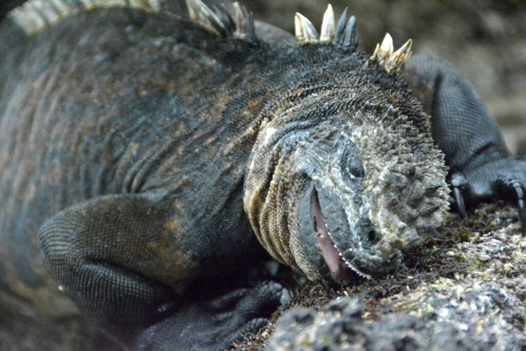Complete Travel Guide to Galapagos for solo travelers.