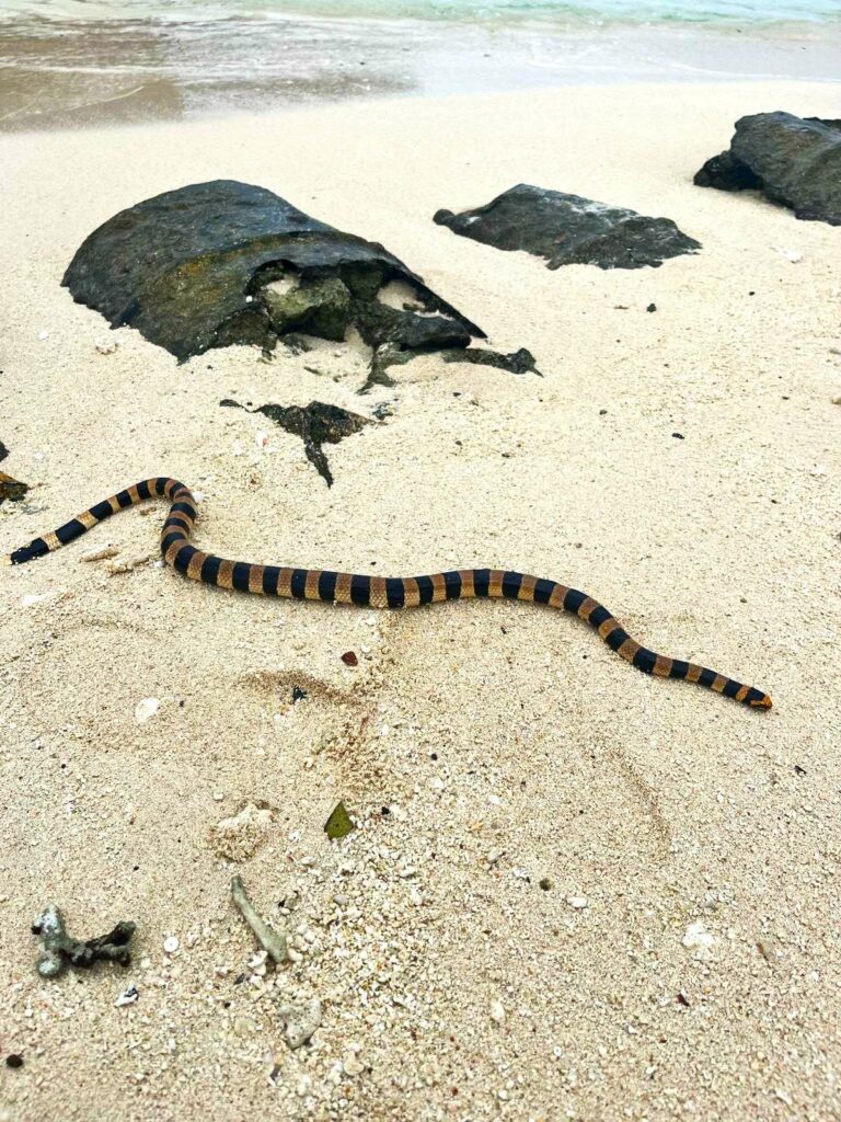 Escape to tropical paradise of New Caledonia – What to do in Amedee Island, the snake island.